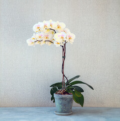 Blooming white orchid in a pot on a light background with copy space. Floriculture, house plants,...