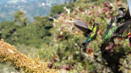 Hummingbirds in flight at the high altitude Paraiso Quetzal Lodge outside of San Jose, Costa Rica