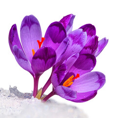 Crocuses - blooming purple flowers making their way from under the snow in early spring, closeup with space for text