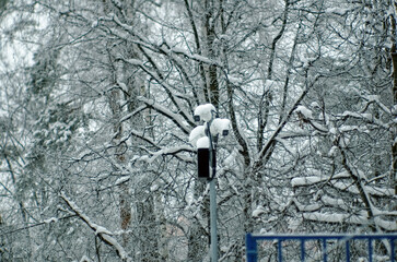 trees in the snow on a cloudy day in the park