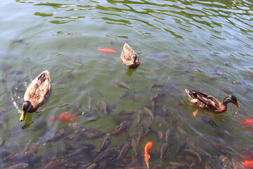 Ducks and koi carps in the lake in the park. Sunny spring or summer day. Beautiful nature life