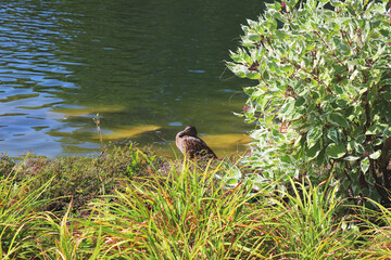 The duck is resting among the greenery on the shore of the lake. Summer or spring sunny day. Nature wildlife