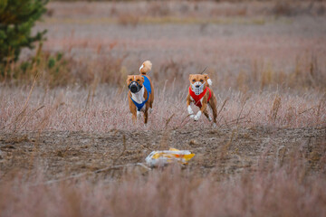 Obraz premium Basenji dog chasing bait in a field