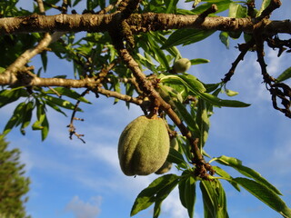 Almond Tree with Blue Sky