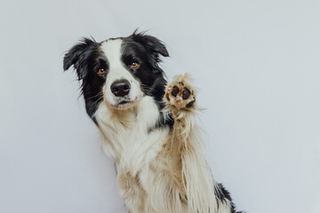 Cute puppy dog border collie with funny face waving paw isolated on white background. Cute pet dog. Pet animal life concept - obrazy, fototapety, plakaty