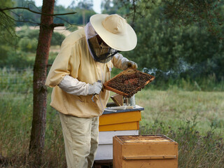 Pszczelarz przy ulach w swojej pasiece. Ocenia wiosną, jak roje pszczół przetrwały zimę. - obrazy, fototapety, plakaty