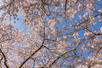 cherry blossom in spring against a blue sky