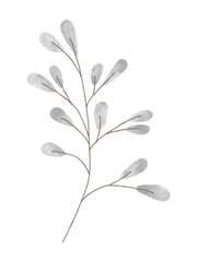 Watercolor trendy pussy willow plant. Vector illustration for web, app and print. Elegant feminine shape floristic isolated leaves. Garden, botanical, minimalistic floral element. © Alina