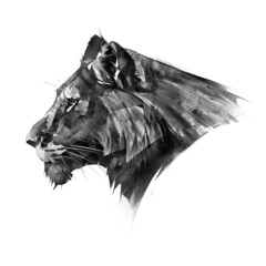 drawn graphic portrait of a lioness on a white background - obrazy, fototapety, plakaty