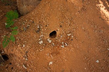 Typical Ant mound in the savanna region of Brazil