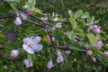 Branches of a blossoming apple tree. Blossom apple flowers, close-up. Background with white apple flowers for publication, design, poster, calendar, wallpaper, card, banner, cover, website