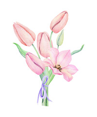 Watercolor pink tulip. Spting flowers isolated on white background.