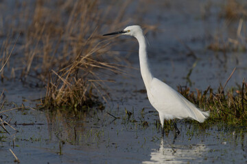 Little egret, Egretta garzetta,