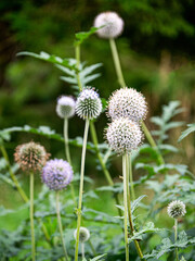 Flowers of prickly mordovnik used in medicine.