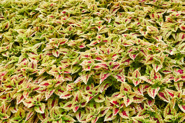 Bright Red Green Skullcaplike Coleus, Coleus Blumei, or named painted nettle background.