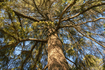 Obraz premium Añoso pino con grandes ramas y enorme tronco