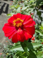 red flower in the garden