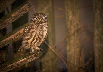 Poster Little owl ( Athene noctua ) close up © Piotr Krzeslak