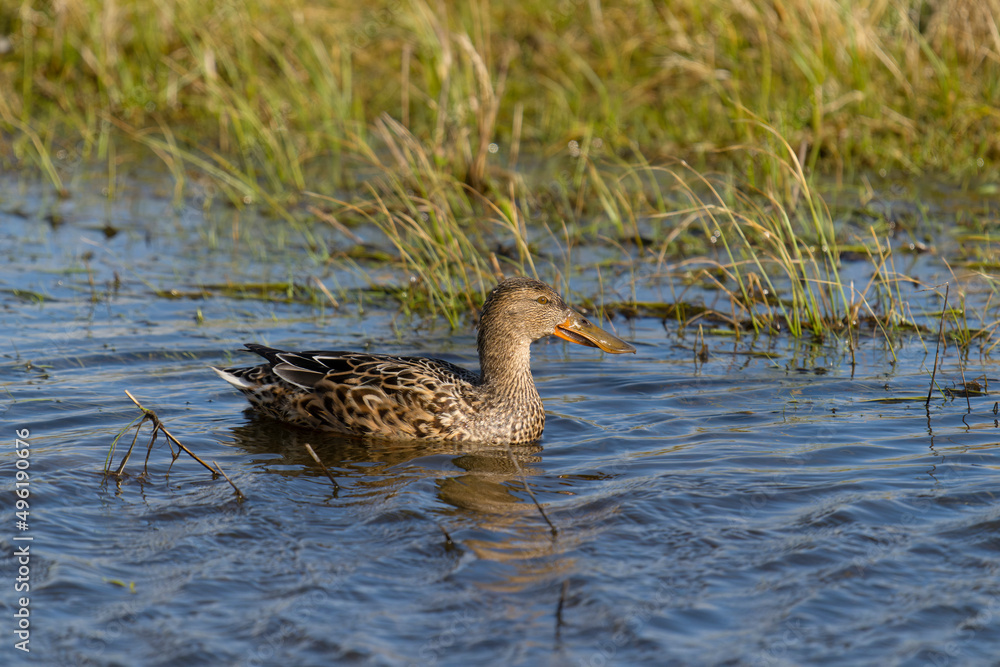 Sticker Northern shoveler, Anas clypeata,