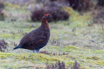 Red grouse, Lagopus lagopus,