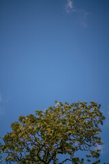 Obraz premium Acacia Koa