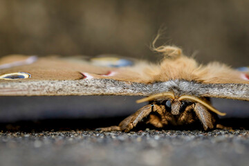 Macro photography image of a polyphemous moth.