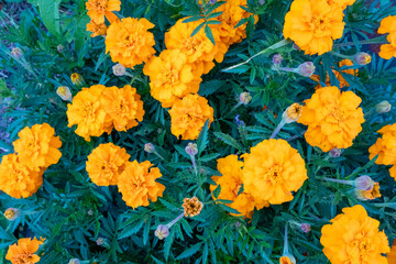 Yellow tagetes flowers, close-up. Background from bright french marigolds for publication, poster, calendar, post, screensaver, wallpaper, postcard, banner, cover, website