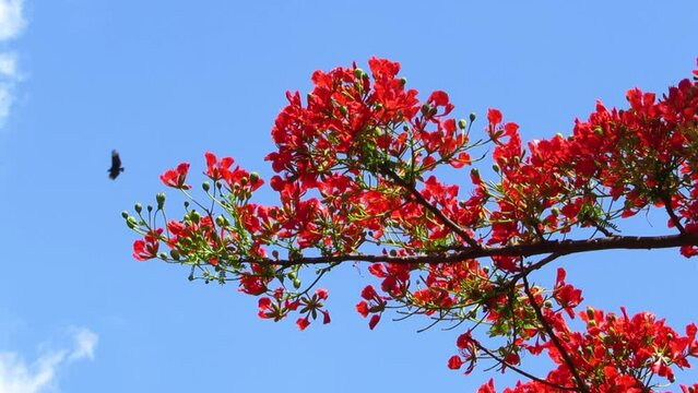 Royal poinciana tree. Red flame flowers. Impact colors of springtime.