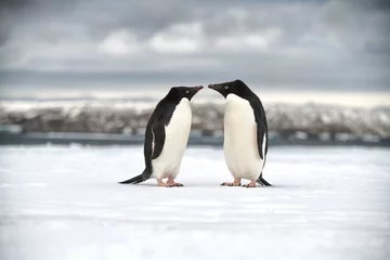 Deurstickers penguin in polar regions © Piotr
