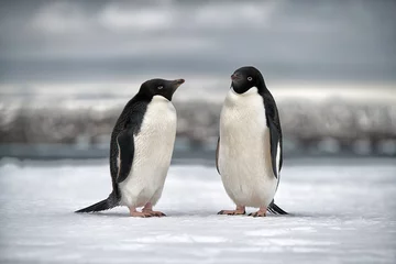 Fototapeten penguin in polar regions © Piotr