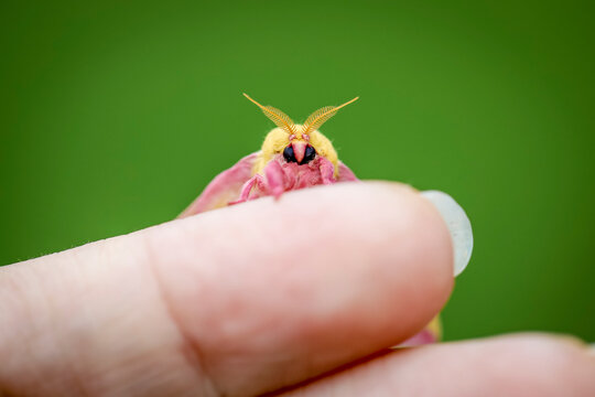 A rosy maple moth on fingers. Stock Photo