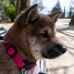 Shiba inu puppy with pink collar