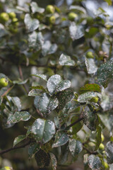 Wild pear with infected leaves. Disease on the leaves of a pear.