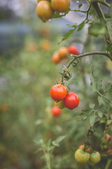 Beautiful view of red cherry tomatoes in a home garden in the countryside after rain. Soft morning lighting without harsh shadows.
