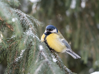 Cute bird Great tit, songbird sitting on the fir branch with snow in winter