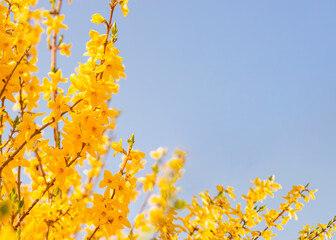spring yellow flowers  against blue sky