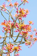 tree blossom against blue sky