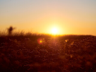 Flower meadow in sunrise at morning. Selective focus.