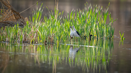 couple of knight of italy