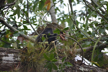 mono aullador
Chiapas, México