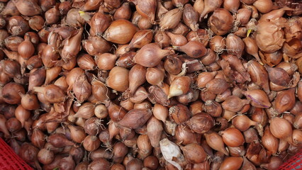 small skinned onions with many seeds