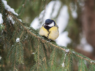 Cute bird Great tit, songbird sitting on the fir branch with snow in winter
