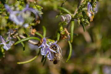 A bee on rosemary flowers
