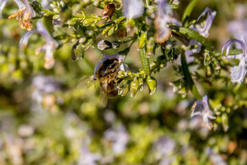 A bee on rosemary flowers