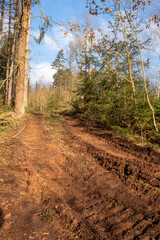Holz Fällarbeiten im Wald