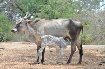 Cow and its offspring sunlight