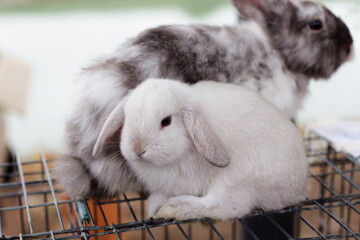 Obraz premium Two miniature breeding bunnies, white bunny, breeding rabbits, little bunny, domestic animals