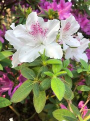 pink and white flowers
