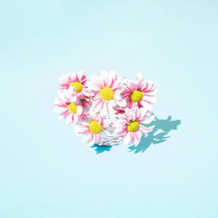Spring buquet of pink daisies on  a blue background