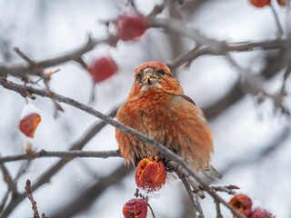 Red Crossbill male sitting on the tree branch and eats wild apple berries. Crossbill bird eats berries.